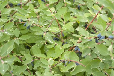 Bush of honeysuckle with ripe berry clipart