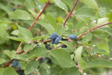 Bush of honeysuckle with ripe berry