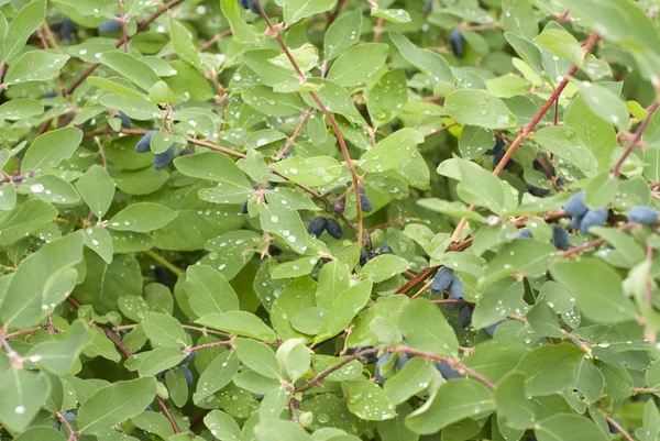 stock image Bush of honeysuckle with ripe berry