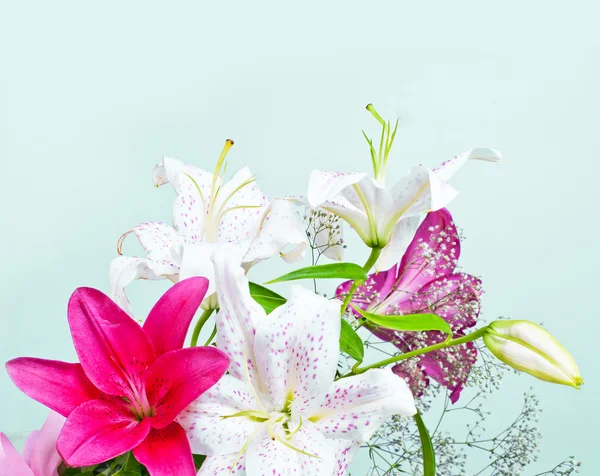Weiße und rosa Lilienblüten — Stockfoto
