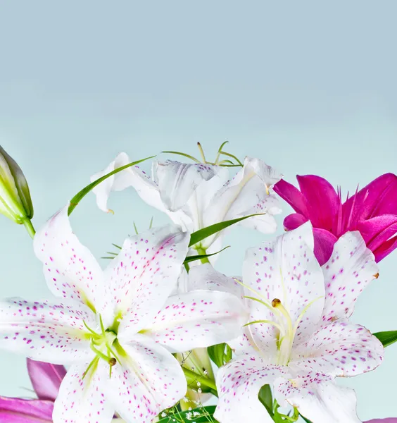 Fehér és rózsaszín liliom virágok — Stock Fotó