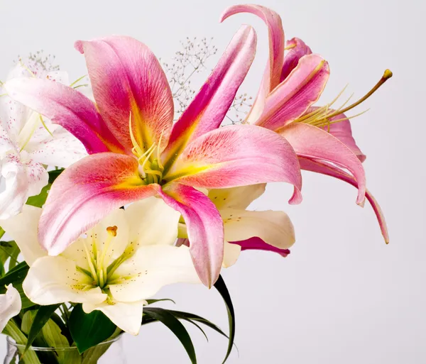 White and pink lily flowers — Stock Photo, Image