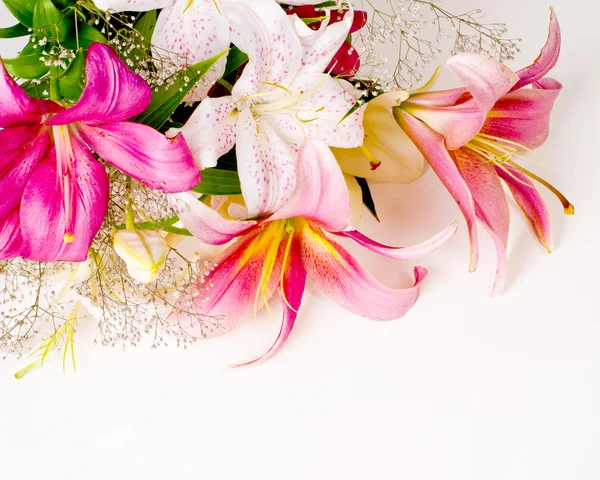 Flores de lírio branco e rosa — Fotografia de Stock