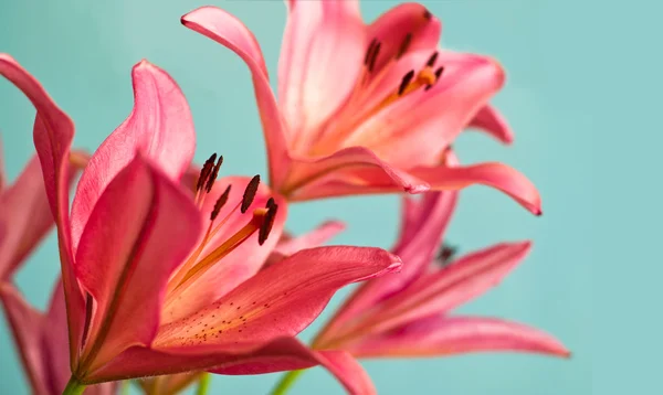 美丽的粉红色百合花背景 — 图库照片