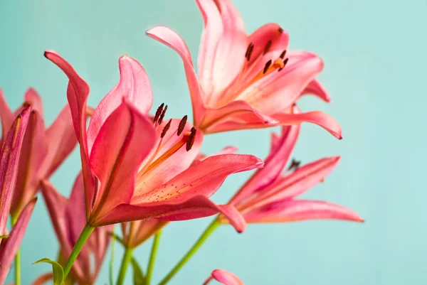 美丽的粉红色百合花背景 — 图库照片