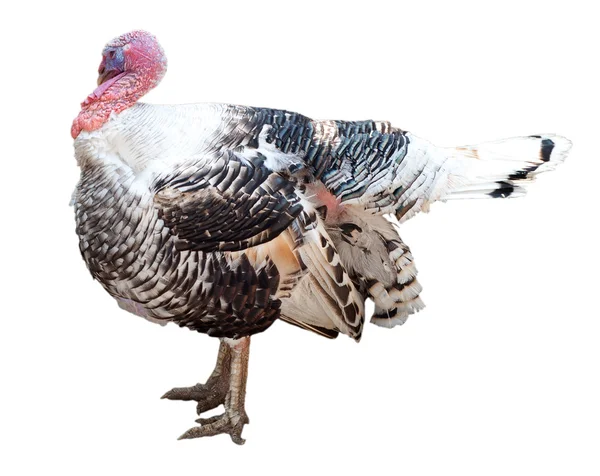 stock image Turkey-cock over white