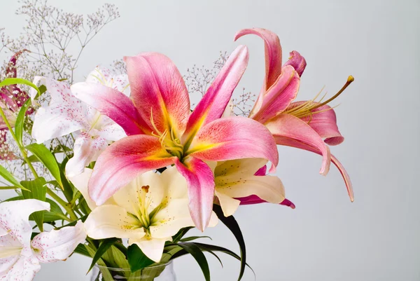 White and pink lily flowers Stock Photo