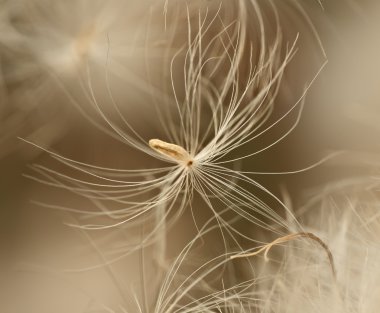 Beyaz tüy fotoğrafı