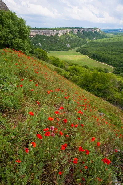 夏天用红罂粟鲜花山风景 — 图库照片