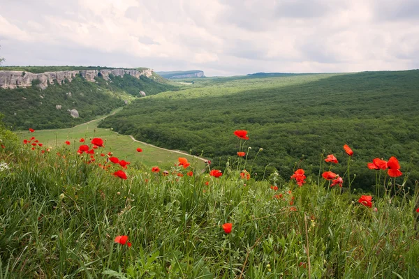 Lato górskiej z czerwonych kwiatów maku — Zdjęcie stockowe