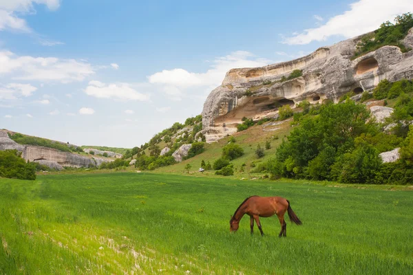 Zelené pole, hory a koně — Stock fotografie