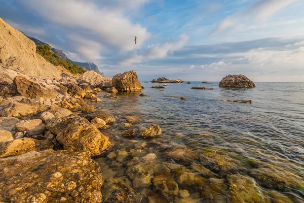 Rocky rannikko mäntyjä sininen taivas ja meri tausta — kuvapankkivalokuva
