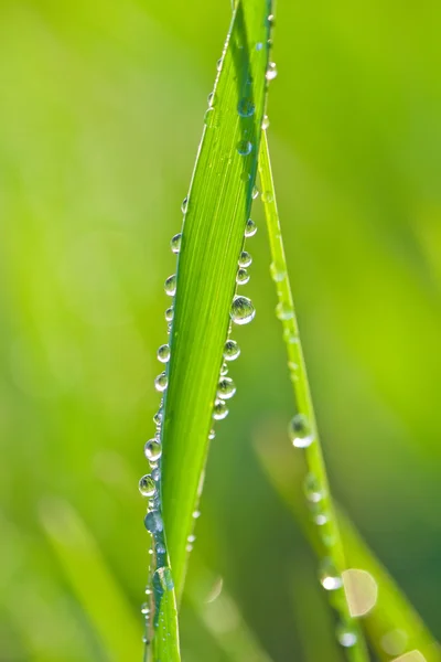 草の上の露の滴 — ストック写真