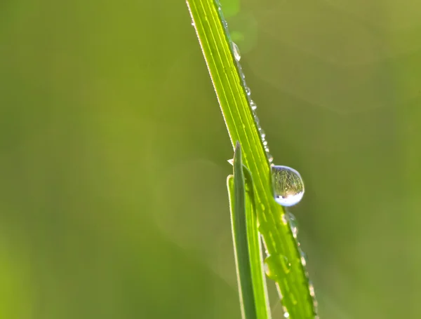 Gotas de rocío en una hierba — Foto de Stock