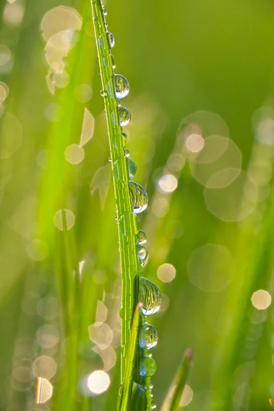 Краплі роси на траві — стокове фото