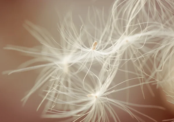 stock image Photo of white feather