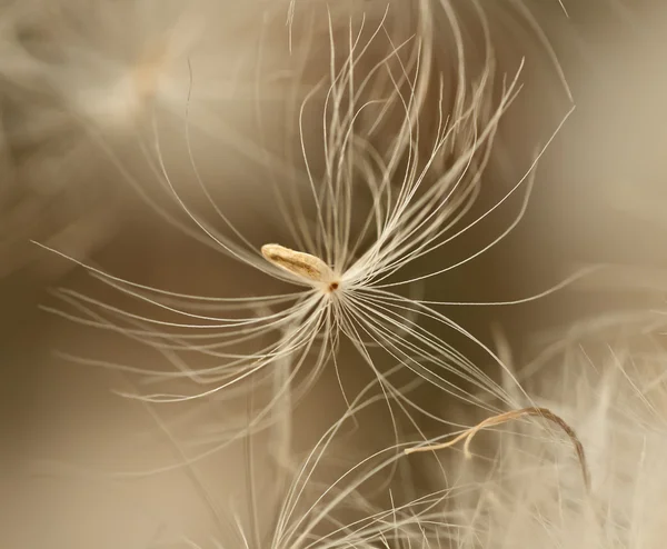 stock image Photo of white feather