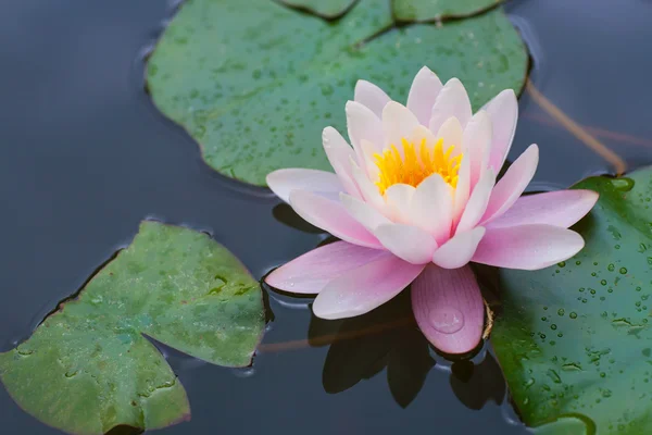 Nice water pink lily — Stock Photo, Image