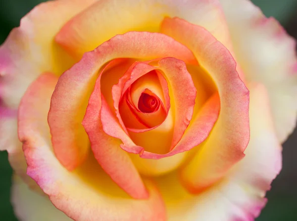 Красива рожево-жовта троянда — стокове фото