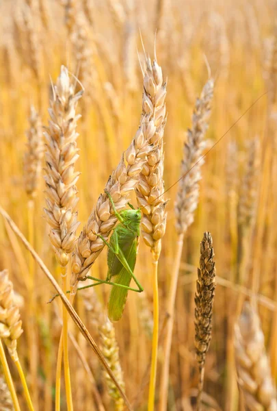 Stock image Grasshopper sits on the golden ears of wheat