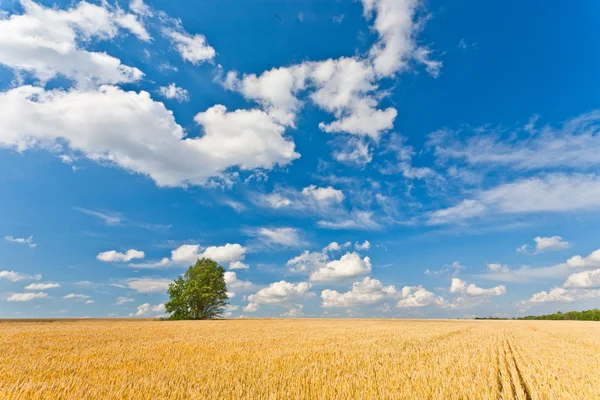 Sám strom v pšeničné pole — Stock fotografie