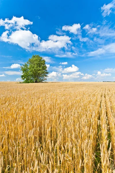 Buğday alanında yalnız ağacı — Stok fotoğraf