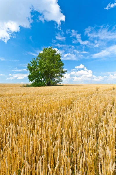 麦畑で単独でツリー — ストック写真