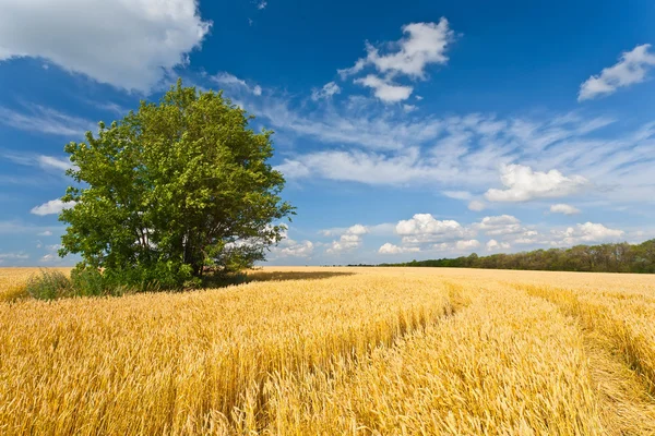 Árbol solo en campo de trigo —  Fotos de Stock