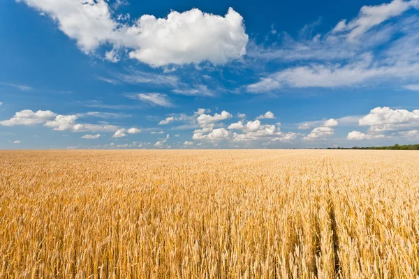 熟した小麦畑成熟的小麦字段 — 图库照片