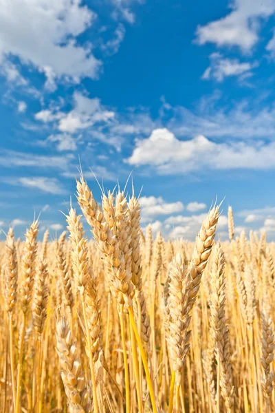 Épis d'or de blé sous le ciel — Photo