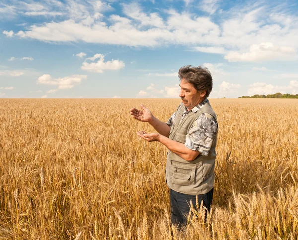 Agricultor de pie en un campo de trigo —  Fotos de Stock
