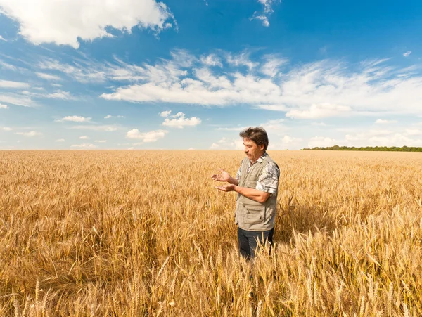 Bauer steht in einem Weizenfeld — Stockfoto
