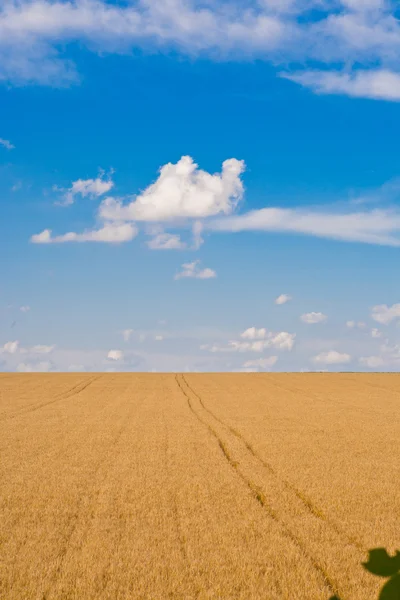Campo de trigo maduro — Fotografia de Stock
