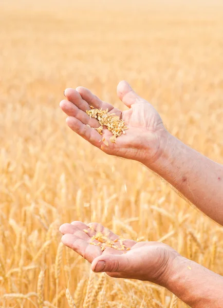 Ripe golden wheat ears in her hand — Stock Photo, Image