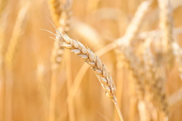Gouden oren van tarwe onder hemel — Stockfoto