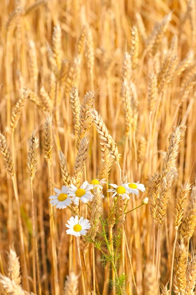 小麦のカモミールの花が咲いてください。 — ストック写真