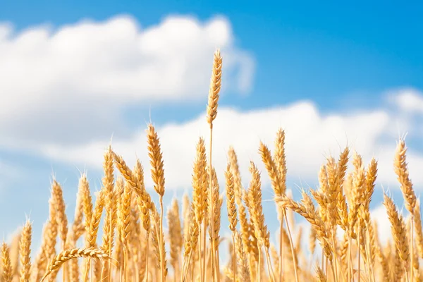 Espigas de oro de trigo bajo el cielo — Foto de Stock