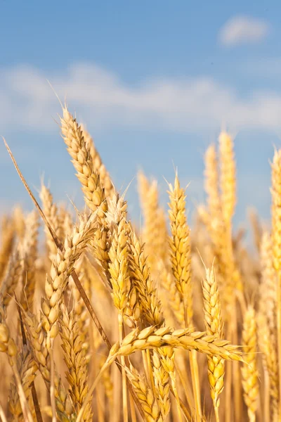 Gold ears of wheat under sky — Stock Photo, Image