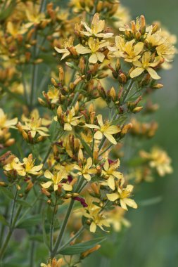 Hypericum perforatum