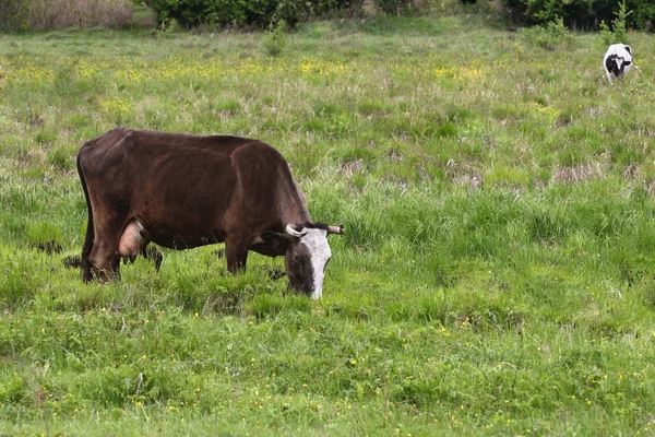 La vaca —  Fotos de Stock