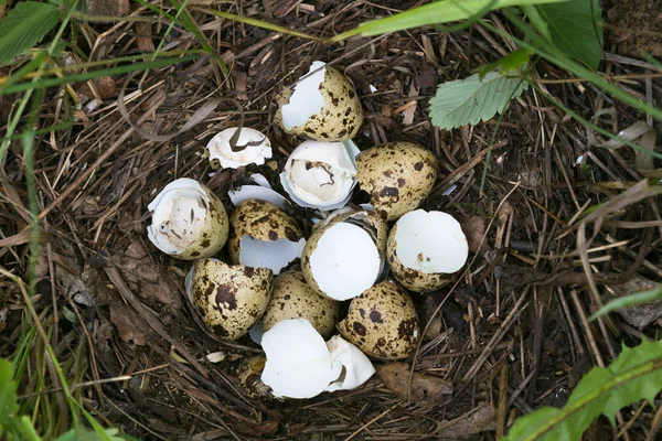 Quail nest — Stock Photo, Image