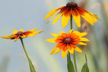 Rudbeckia (Siyah Gözlü Susan)