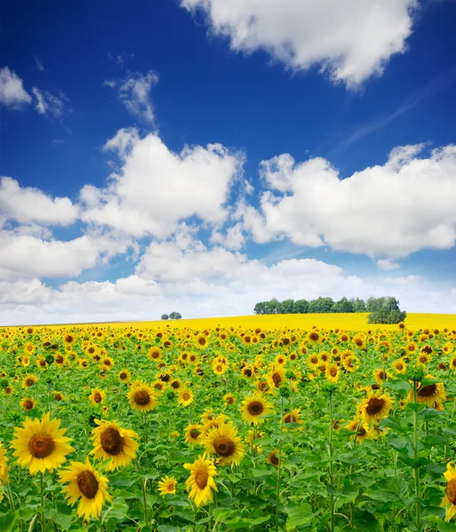 Champ de tournesols sous un ciel nuageux — Photo