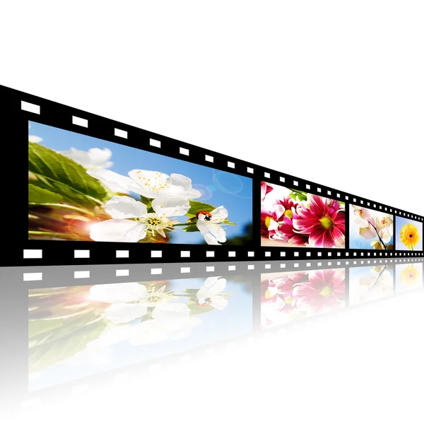 Filmstrip com flores fotos sobre branco — Fotografia de Stock