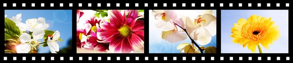 Полоса с фотографиями летних цветов — стоковое фото
