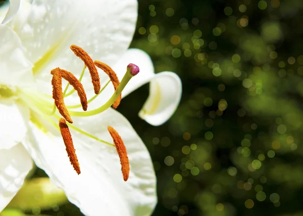 Цветок Лили над зелёным — стоковое фото
