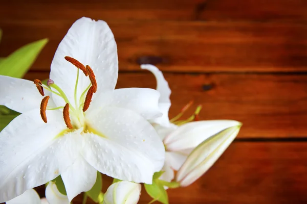 Цветок Лили на деревянном фоне — стоковое фото