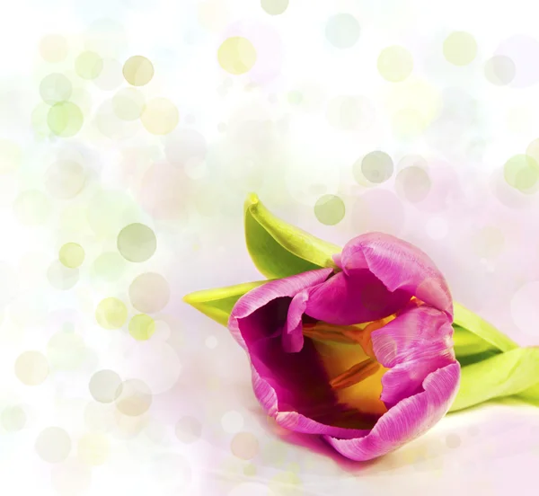 Flor sobre fondo de luz colorido — Foto de Stock