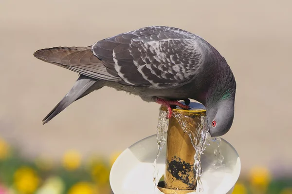 นกพิราบดื่ม — ภาพถ่ายสต็อก