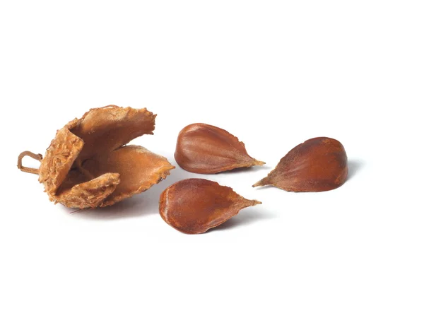Společné buk ořechy — Stock fotografie